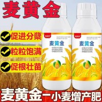 麥黃金壯苗促桿促吸收壯桿壯苗抗倒伏增產(chǎn)增量高產(chǎn)小麥葉面肥料