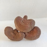長(zhǎng)白山靈芝東北特產(chǎn)赤靈芝椴木靈芝一件代發(fā)泡酒送禮吉林直發(fā)