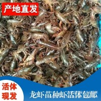 全國(guó)發(fā)貨優(yōu)質(zhì)小龍蝦 龍蝦苗如何養(yǎng)殖 龍蝦苗哪種好
