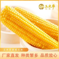 玉米季東北黃糯玉米廠家直發(fā)軟糯香甜規(guī)格多樣一件代發(fā)質(zhì)量保證