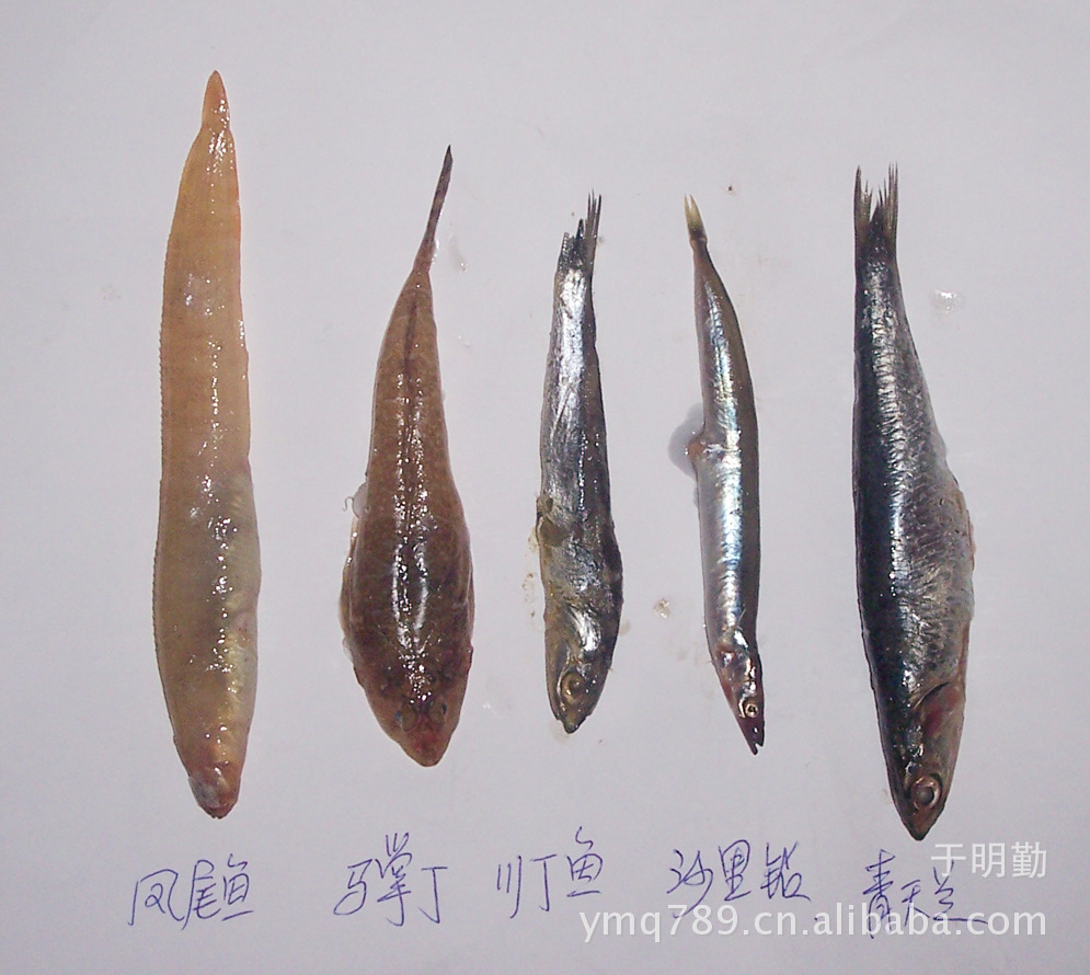 CIMG0753飼料魚 (1)