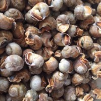 供應(yīng)優(yōu)質(zhì)小香螺 干凈無沙 可辣炒 燒烤 蒸煮 冷凍海鮮產(chǎn)品
