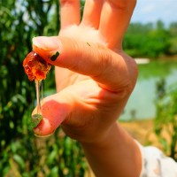 源頭產(chǎn)地直批 人工修剪珍珠顆粒桃膠三寶桃膠雪燕皂角米膠原組合