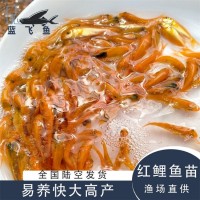 藍飛魚人工養(yǎng)殖淡水觀賞魚苗定制 紅鯉魚苗3-4cm