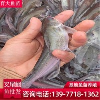 斑點(diǎn)叉尾鮰魚苗批發(fā) 供應(yīng)草魚大頭青魚白鰱魚 臺(tái)灣泥鰍魚苗