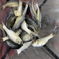 大口鰱魚苗批發(fā) 鰱魚 廠家直供 花鰱苗 活體