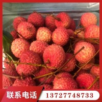 果之緣種植專業(yè)合作社出售批發(fā)各種品種荔枝
