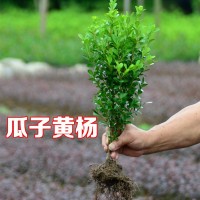 小葉瓜子黃楊色塊籬笆植物常綠庭院小區(qū)工程苗風(fēng)景苗景區(qū)綠化工程
