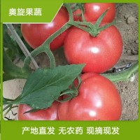 奧旋 水果西紅柿 新鮮硬粉西紅柿 規(guī)格齊全