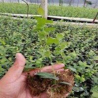 藍(lán)莓苔蘚苗 藍(lán)莓組培苗哪里有賣 南高叢藍(lán)莓苗品種 有瑞卡 珠寶H5
