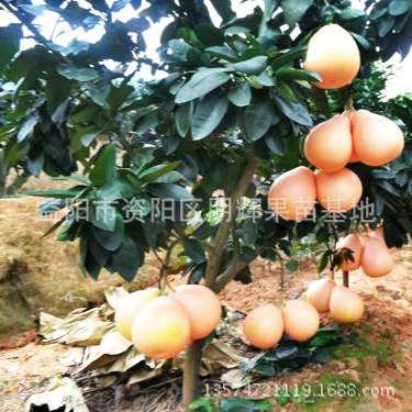 三紅蜜柚(