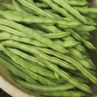 四季豆批發(fā) 長扁豆現(xiàn)摘現(xiàn)賣直供 無筋豆農(nóng)場采摘直發(fā)