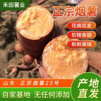 微商電商3兩~6兩山東煙蜜薯25號煙臺農(nóng)科院流油紅薯農(nóng)家番薯沙地