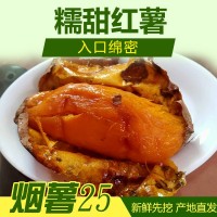 基地直發(fā)，唐山煙薯3兩到6兩，紅薯蜜薯