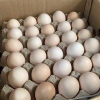 大量現(xiàn)貨供應14天的活珠子 雞胚 鳳凰蛋