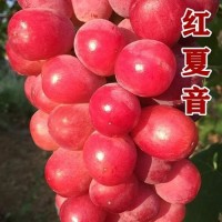 a17紫甜無核葡萄苗 早夏無 核抗寒 根系發(fā)達(dá) 源 葡 萄苗