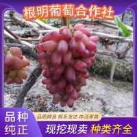 根明 純正嫁接 扦插 美人指葡萄苗 基地直供 精選優(yōu)質(zhì)苗