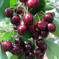 俄羅斯8號櫻桃苗 俄八號大櫻桃樹苗 惠農(nóng)苗木 保證品種純度