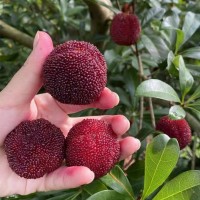 浙江仙居?xùn)|魁楊梅鮮果新鮮水果現(xiàn)摘現(xiàn)發(fā)當(dāng)季孕婦水果大楊梅3斤6斤