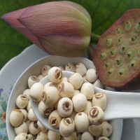 大顆湘潭蓮子干貨500g無(wú)芯蓮子米去芯磨皮白蓮子去心湘蓮湖南產(chǎn)地