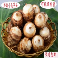 種苗芋頭新鮮粉糯小芋頭毛芋頭雪芋種子非香芋5斤食用蔬菜種植
