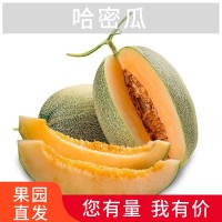 哈密瓜西州蜜網(wǎng)紋瓜西州蜜25號脆甜哈密瓜甜現(xiàn)摘現(xiàn)發(fā)一件代發(fā)