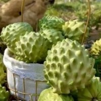 鳳梨釋迦果 番荔枝佛頭果 新鮮應(yīng)季水果農(nóng)場(chǎng)現(xiàn)摘直供
