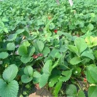 大葉九九草莓苗 高產(chǎn)耐嚴(yán)寒 根系完整度高 緩苗快