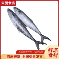 新鮮海捕鮮活冷凍鲅魚 冰鮮馬鮫魚整魚 海鮮水產(chǎn)餃子食材冷凍鲅魚