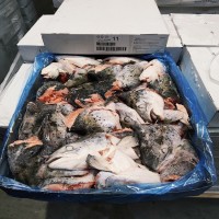冷凍水產(chǎn)品批發(fā) 皇冠牌三文魚頭單只400-700g 煲湯剁椒燒烤蒸魚頭