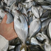 冰凍雪花鯧魚 斑點(diǎn)鯧魚海鮮凍品食品 酒店餐飲食材供應(yīng)冷凍雪花鯧