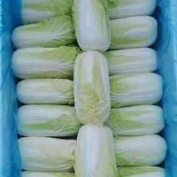 直供娃娃菜新鮮蔬菜農(nóng)家現(xiàn)摘現(xiàn)發(fā)小顆白菜嫩滑爽口 10噸起批