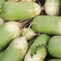 升鑫現(xiàn)拔現(xiàn)發(fā)應(yīng)季蔬菜青蘿卜 品質(zhì)從優(yōu) 物美價(jià)廉
