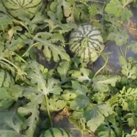 自然成熟美都西瓜 瓜瓤為桃紅色 當(dāng)季水果 瓜瓤飽滿
