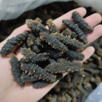 【小刺參】100頭黑刺參海參海黃瓜 黑刺王 海味干貨批發(fā)招代理
