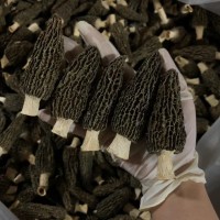 7-9公分七妹菌種羊肚菌250g云南羊肚菌菇湯包煲湯羊肚菌干貨批發(fā)