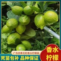 正宗香水檸檬苗 果型修長大無核 沒有苦澀味 嫁接苗現(xiàn)挖現(xiàn)發(fā)