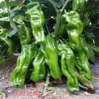 辣椒苗 早春薄皮 顏色綠抗病強(qiáng) 泡椒種子 萬禾