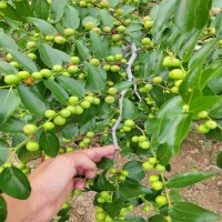 嫁接酸棗樹苗有哪些好處 產(chǎn)果穩(wěn)定 做果早 田駿二號酸棗苗 山棗