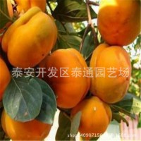 富有 陽豐甜柿嫁接柿子苗 2公分坐果柿子苗 中熟 晚熟嫁接柿苗