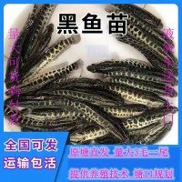 淡水烏魚苗活體雜交黑魚苗 冷水烏財(cái)小黑苗烏鱧魚苗鮮活包郵