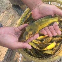 淡水黃骨魚苗黃顙魚苗嘎子魚苗昂刺魚塘口鮮活魚黃辣丁苗萬尾包郵