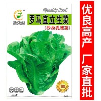 廠家批發(fā)沙拉生菜種子5克脆甜羅馬直立生菜種籽陽臺菜園蔬菜種子
