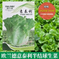歐蘭德意泰利半結(jié)球生菜種子批發(fā) 緊湊直立生菜種子陽臺蔬菜種植