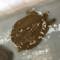 黑花外塘甲魚(yú)苗 又稱 中華鱉魚(yú)苗 龜類 包活發(fā)貨 海鑫水產(chǎn)養(yǎng)殖