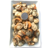 一手貨源 原汁冰凍扇貝肉 冰凍海鮮 酒店供應(yīng)半殼扇貝肉批發(fā)