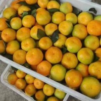夷陵澄紅柑桔 源頭發(fā)貨 蜜橘耙耙柑 香甜新鮮 現(xiàn)摘無核 支持定制