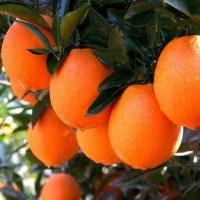 精品純甜長虹（長紅）臍橙 橙子 原產(chǎn)地現(xiàn)摘現(xiàn)發(fā)