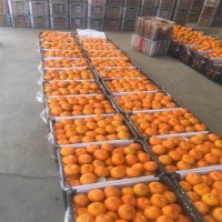 精品高山特早熟蜜桔 桔子果農(nóng)直發(fā) 果園看貨 打蠟廠接貨 無中間商