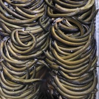 冷凍黃鱔 專供批發(fā)市場冷凍水產(chǎn) 餐飲酒店和食品加工水產(chǎn)品